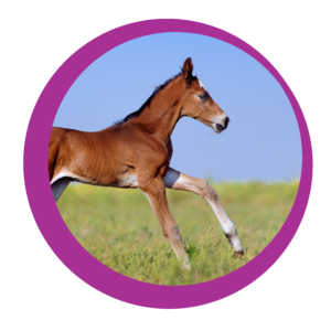 Labmaster Foal IgG Test