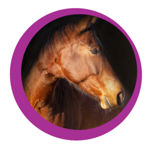 Horse_logo_Horse_logo