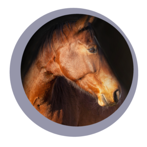 Horse_logo_grey_Horse_logo