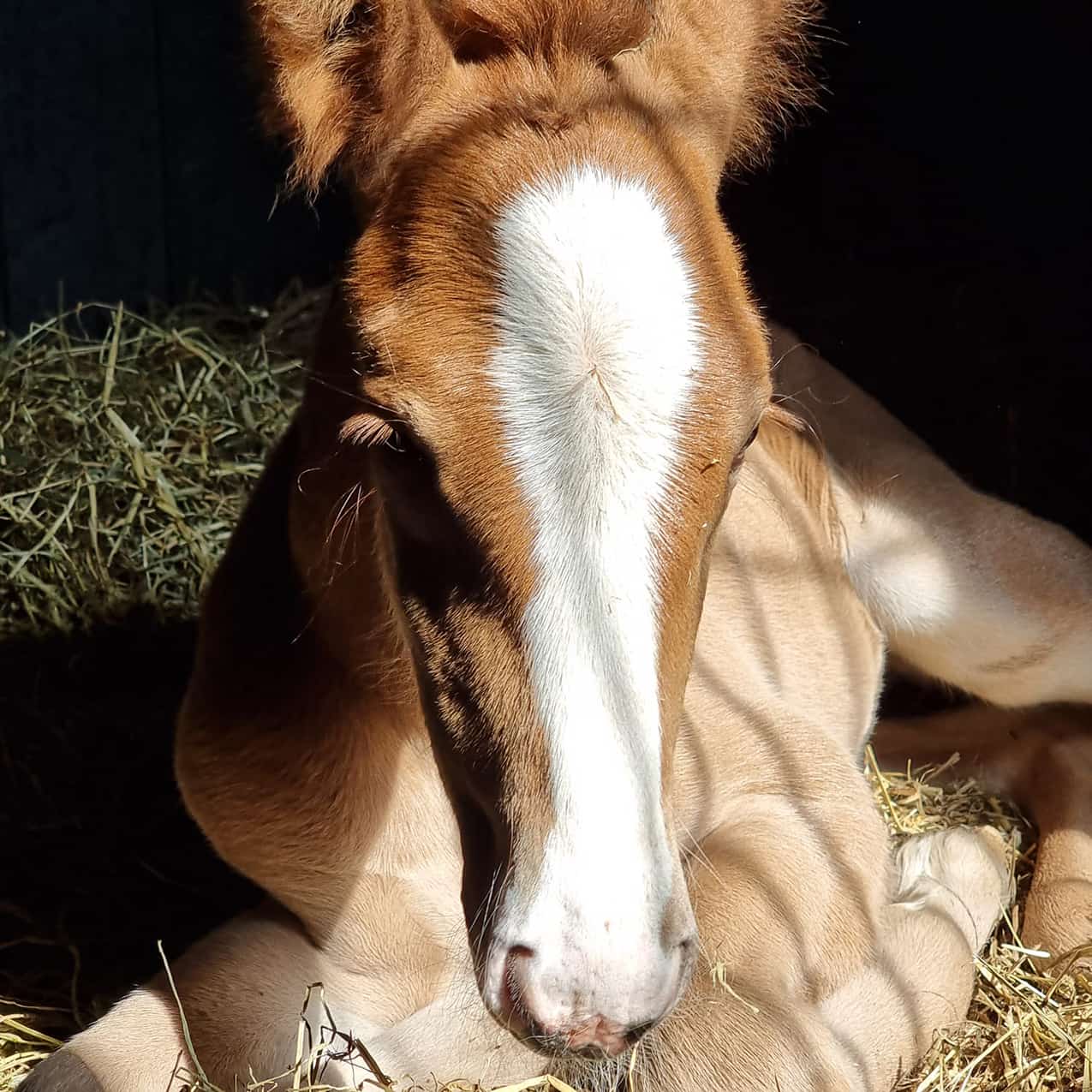 Newborn foal lying on hay
