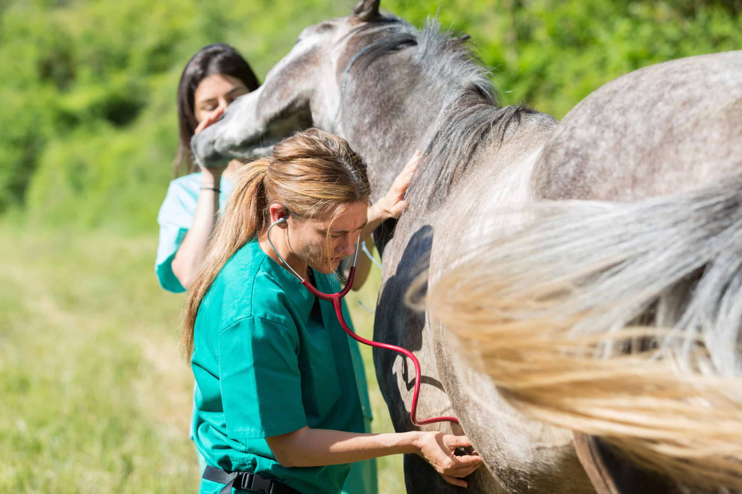 Horse veterinarian