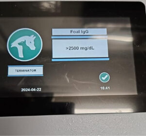 Foal IgG-Test­ergebnis auf dem LUCIA Vet Analysegerät