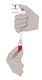pipette blood sample-01 Blood sample is drawn from a collection tube using a pipette.