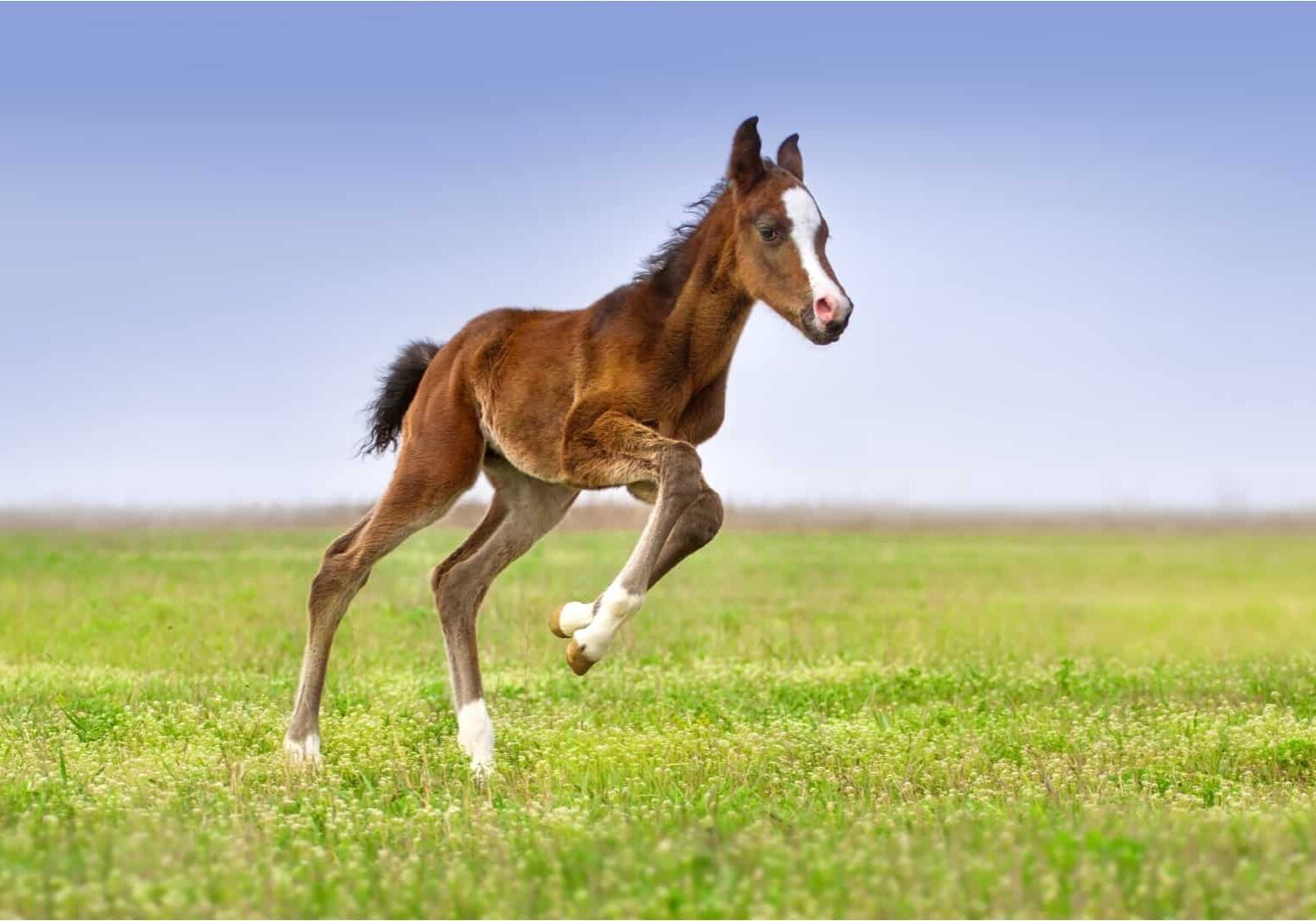 FoalBanner_300x135-01