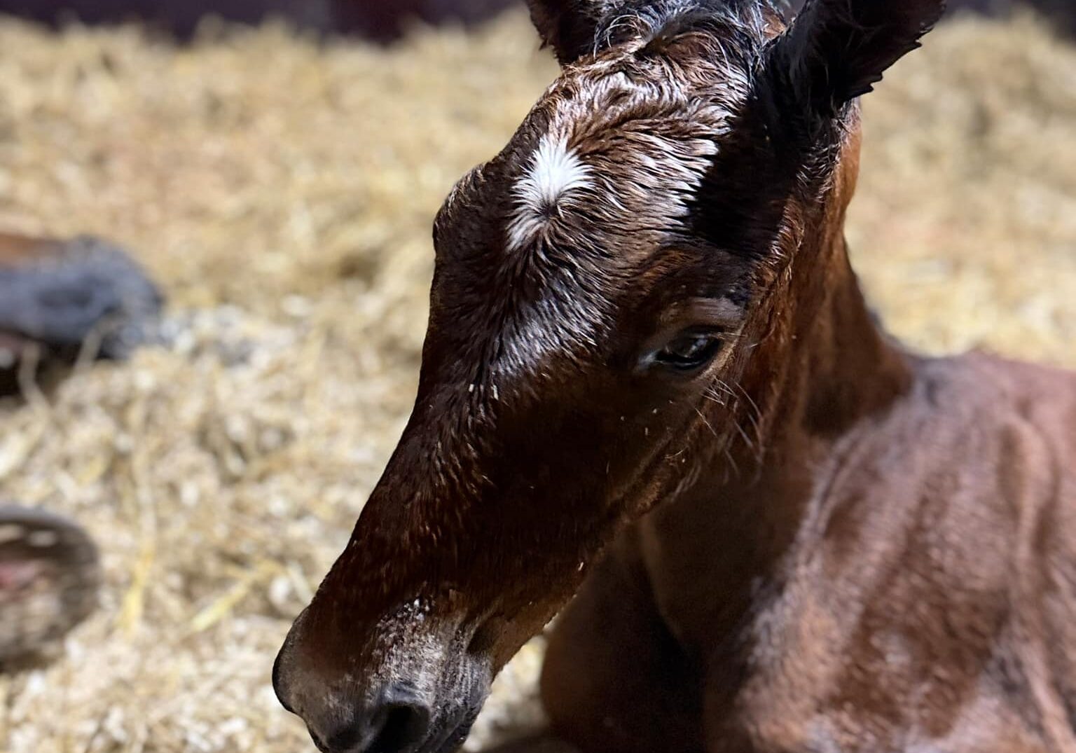 Foal_SalsbroStuteri Fohlen vom Gestüt Salsbro, Vretstorp, Schweden