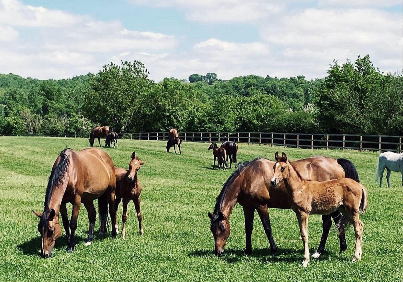 Saubouas_2025_Cropped-01 Pferde auf der Weide, Haras du Saubouas, Lagraulet-du-Gers (Frankreich)